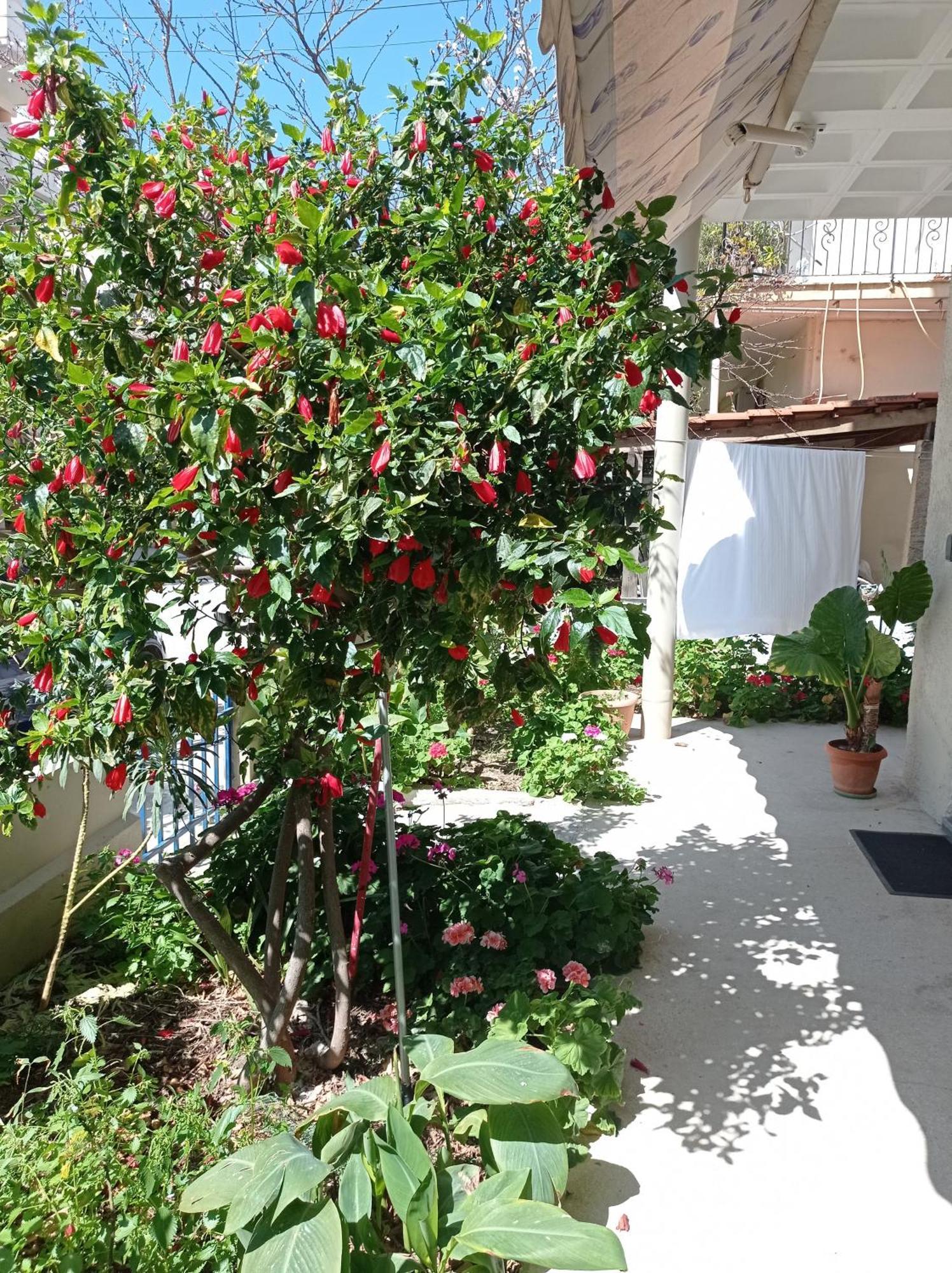 Tasos Seagull Apartments Ханья Экстерьер фото